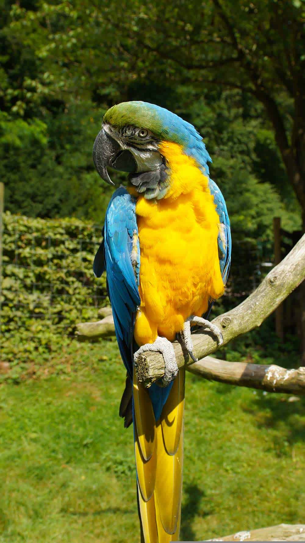 Kurpfalz-Park Wachenheim (Pixabay)