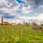 Weinanbaugebiete in der Pfalz