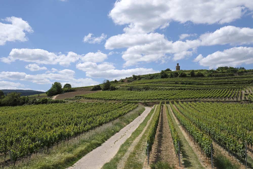 Weinanbaugebiete in der Pfalz Weinanbaugebiete in der Pfalz (depositphotos.com)