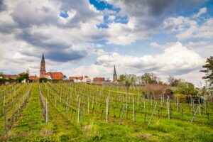 Mehr über den Artikel erfahren Weinanbaugebiete in der Pfalz