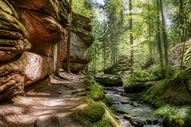 Mehr über den Artikel erfahren Wandern im Pfälzerwald: Die schönsten Wanderungen für Anfänger und Familien